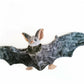 Halloween Bat Plush Doll Toy – Cute Spooky Stuffed Animal