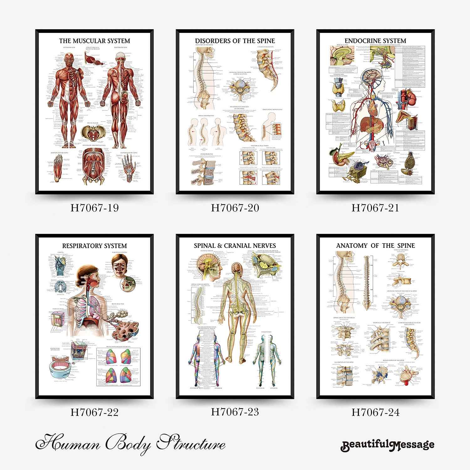 Wall Chart Human Anatomy Muscles Gym Medical Education Decorative Painting