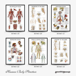 Wall Chart Human Anatomy Muscles Gym Medical Education Decorative Painting