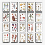 Wall Chart Human Anatomy Muscles Gym Medical Education Decorative Painting