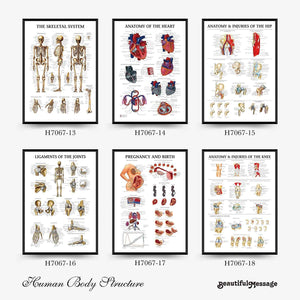 Wall Chart Human Anatomy Muscles Gym Medical Education Decorative Painting