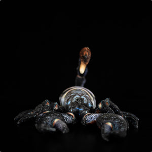 Simulated Scorpion Plush Toy – Realistic Yaeyama Scorpion Stuffed Animal Doll (48cm)